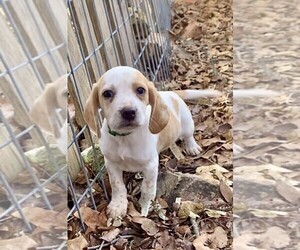 Beagle Puppy for sale in MARSHALL, AR, USA