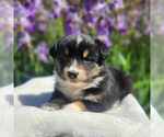 Small Miniature Australian Shepherd