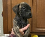 Puppy 11 Bullmastiff