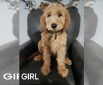 Puppy Black girl Goldendoodle