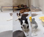 Small #9 Border Collie