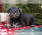 Small Photo #7 Mutt-Schnauzer (Miniature) Mix Puppy For Sale in DOVER, PA, USA