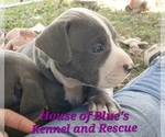 Small #10 American Pit Bull Terrier