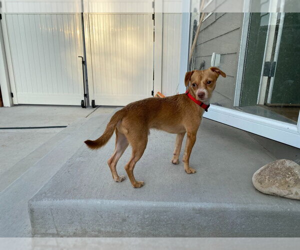 Medium Photo #3 Chihuahua-Unknown Mix Puppy For Sale in Salt Lake City, UT, USA