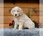 Small #5 Goldendoodle
