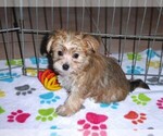 Small Photo #6 Morkie Puppy For Sale in ORO VALLEY, AZ, USA