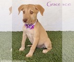 Grace - Female Labrador Retriever-Unknown Mix Dog for Adoption - Small photo