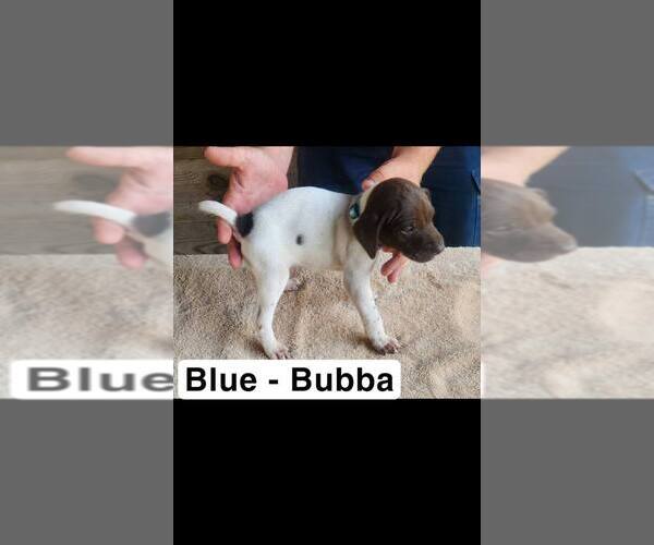 Medium Photo #1 German Shorthaired Pointer Puppy For Sale in EDENTON, NC, USA