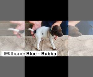 Medium German Shorthaired Pointer