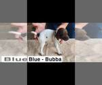 Puppy Bubba German Shorthaired Pointer