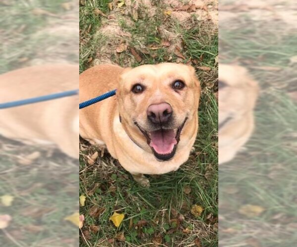 Medium Photo #1 Labrador Retriever Puppy For Sale in Jackson, MS, USA