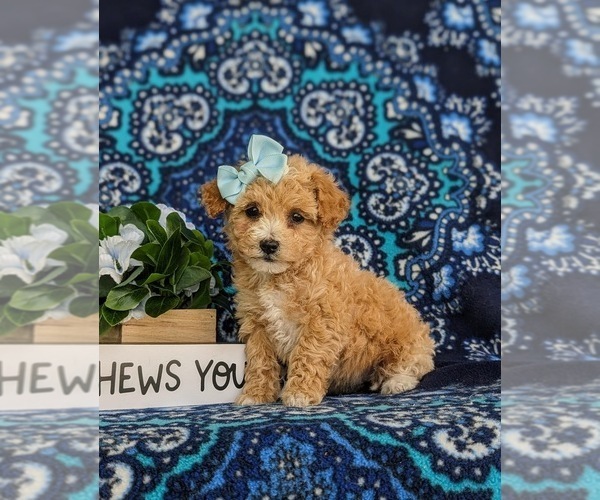 Medium Photo #1 Poovanese Puppy For Sale in STRASBURG, PA, USA