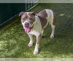 Small #1 American Pit Bull Terrier