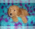 Small #2 Miniature Labradoodle