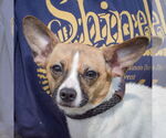 Small #5 Italian Greyhound-Jack Russell Terrier Mix