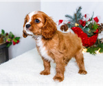Small Photo #18 Cavalier King Charles Spaniel Puppy For Sale in WAKARUSA, IN, USA