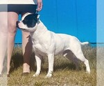 Small #3 Staffordshire Bull Terrier