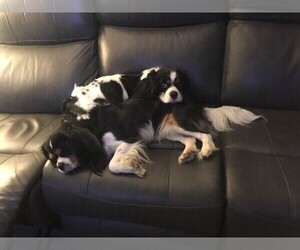 Cavalier King Charles Spaniel Puppy for sale in TULSA, OK, USA