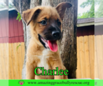 Small #7 Chow Chow Mix