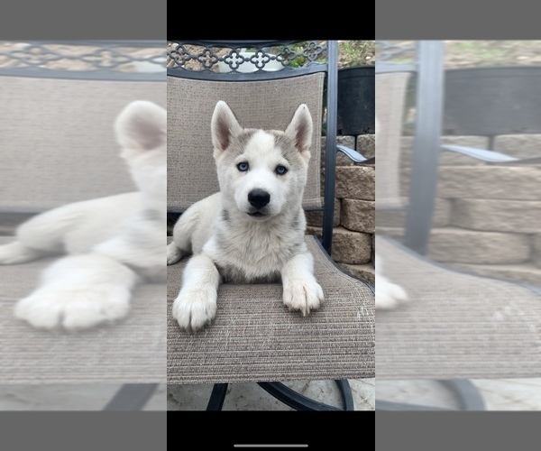 Medium Photo #3 Siberian Husky Puppy For Sale in SAN DIEGO, CA, USA