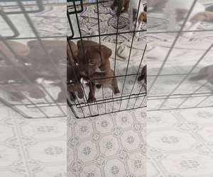 American Pit Bull Terrier Puppy for sale in COLLINSVILLE, IL, USA