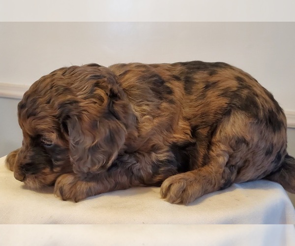 Medium Photo #4 Cattle Doodle Puppy For Sale in ATHENS TOWNSHIP, PA, USA