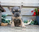 Puppy Shadow French Bulldog
