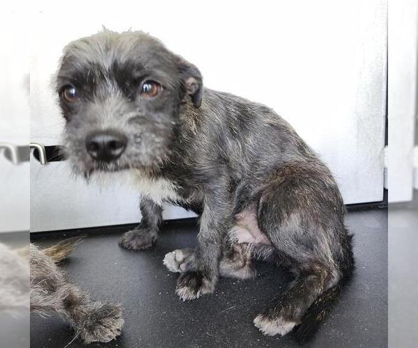 Medium Photo #1 Mutt Puppy For Sale in San Antonio, TX, USA