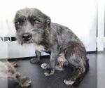 Small Mutt
