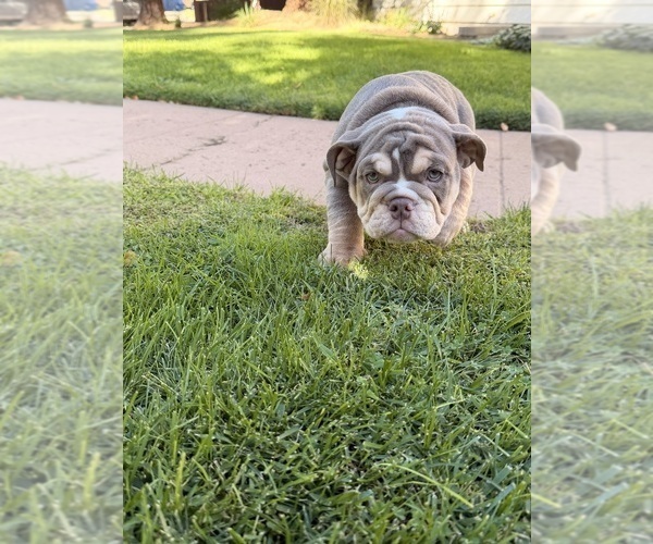 Medium Photo #9 Bulldog Puppy For Sale in MERCED, CA, USA
