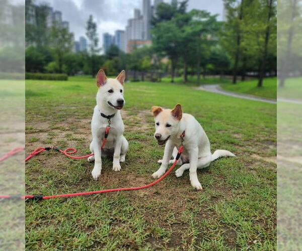 Medium Photo #1 Mutt Puppy For Sale in Agoura Hills, CA, USA