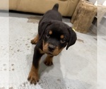 Small #1 Rottweiler