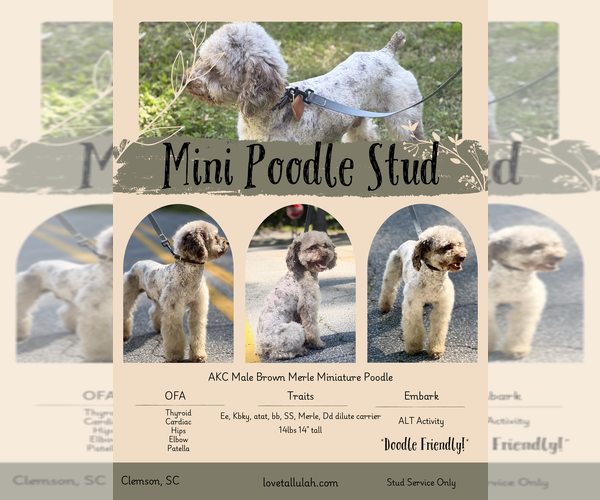 Medium Photo #1 Sheepadoodle Puppy For Sale in CLEMSON, SC, USA