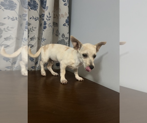 Medium Photo #21 Chihuahua Puppy For Sale in DURHAM, CT, USA