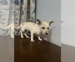 Small #20 Chihuahua