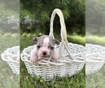 Small #1 French Bulldog