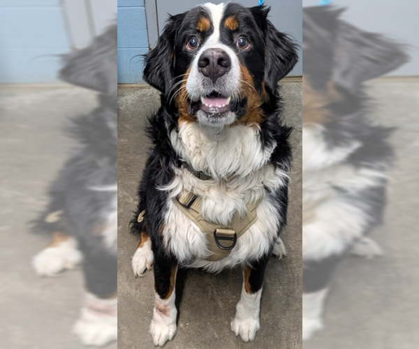 Medium Photo #1 Bernese Mountain Dog Puppy For Sale in Evansville, IN, USA