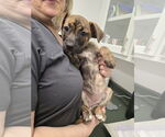 Small #10 Huskies -Labrador Retriever Mix