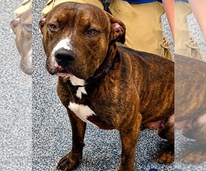 Mutt Dogs for adoption in Jackson , NJ, USA
