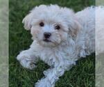 Small #1 Maltipoo (Miniature)