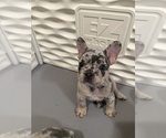 Small #8 French Bulldog