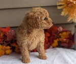 Puppy Maggie Dachshund-Poodle (Toy) Mix