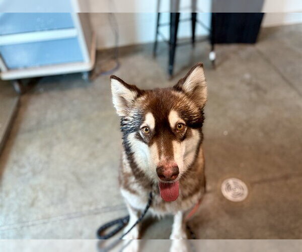Medium Photo #1 Alaskan Malamute-Unknown Mix Puppy For Sale in Tavares, FL, USA