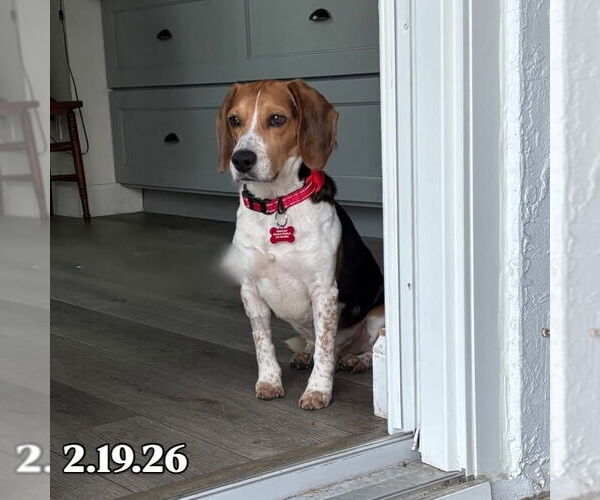 Medium Photo #1 Beagle Puppy For Sale in Tampa, FL, USA