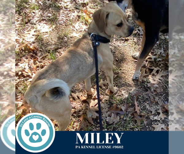 Medium Photo #3 Puggle Puppy For Sale in Kimberton, PA, USA