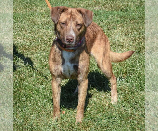 Medium Photo #4 Coonhound-Labrador Retriever Mix Puppy For Sale in Huntley, IL, USA
