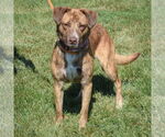 Small #3 Coonhound-Labrador Retriever Mix