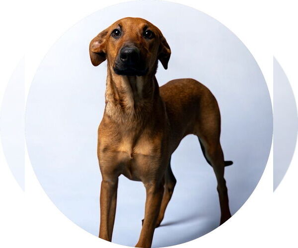 Medium Photo #1 Doberman Pinscher-Unknown Mix Puppy For Sale in Rowlett, TX, USA