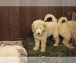 Small #4 Goldendoodle