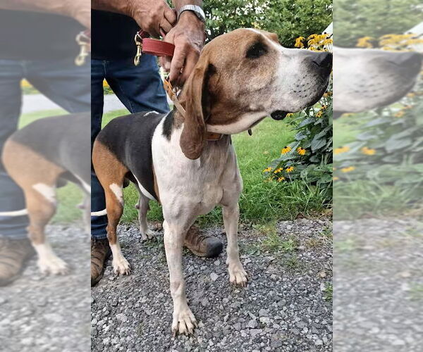 Medium Photo #3 Treeing Walker Coonhound Puppy For Sale in Monterey, VA, USA